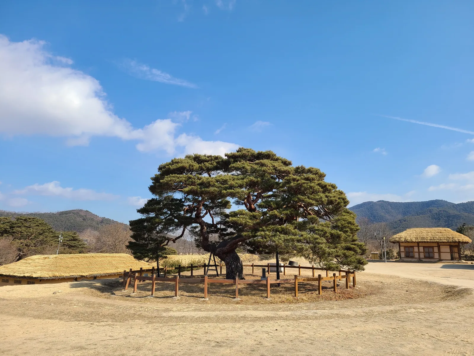 A large old tree in a village square with a fence around its base near Andong, South Korea