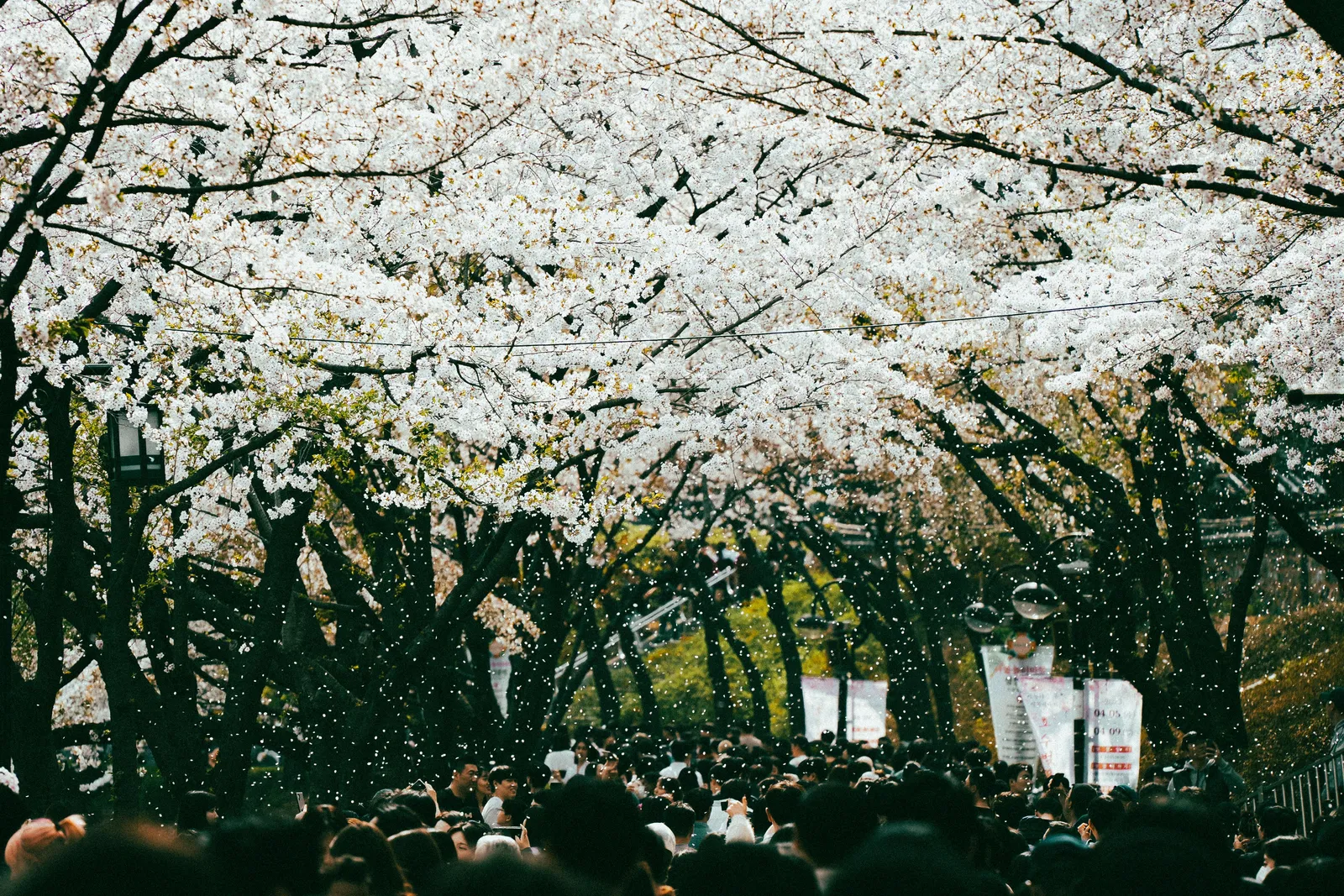 A pink cherry blossom avenue in Korea at the peak of spring with petals drifting through the air