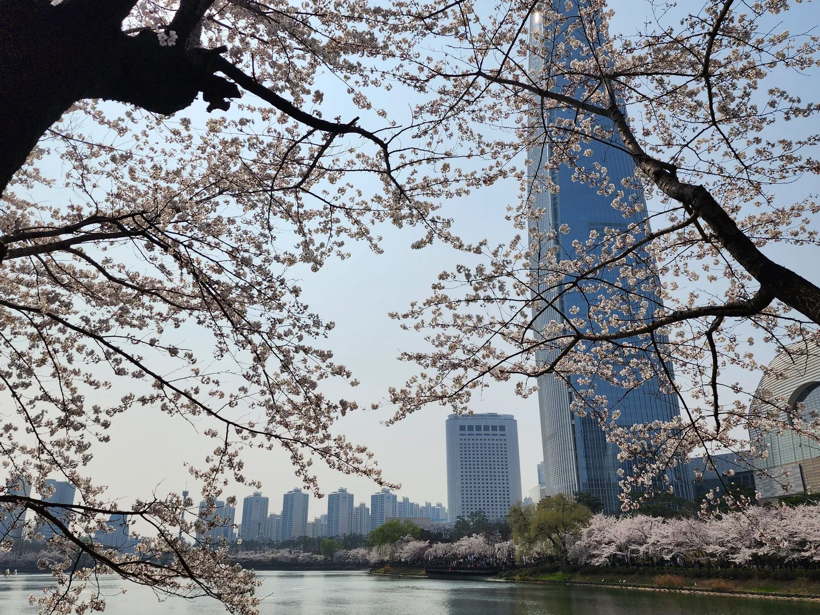 Cherry blossom branches framing a tall tower and city skyline in Seoul, South Korea