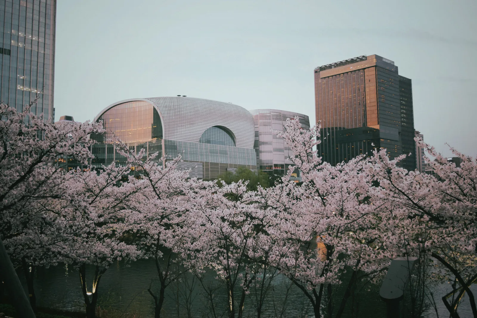 Cherry trees in blossom in front of city buildings in Seoul, South Korea