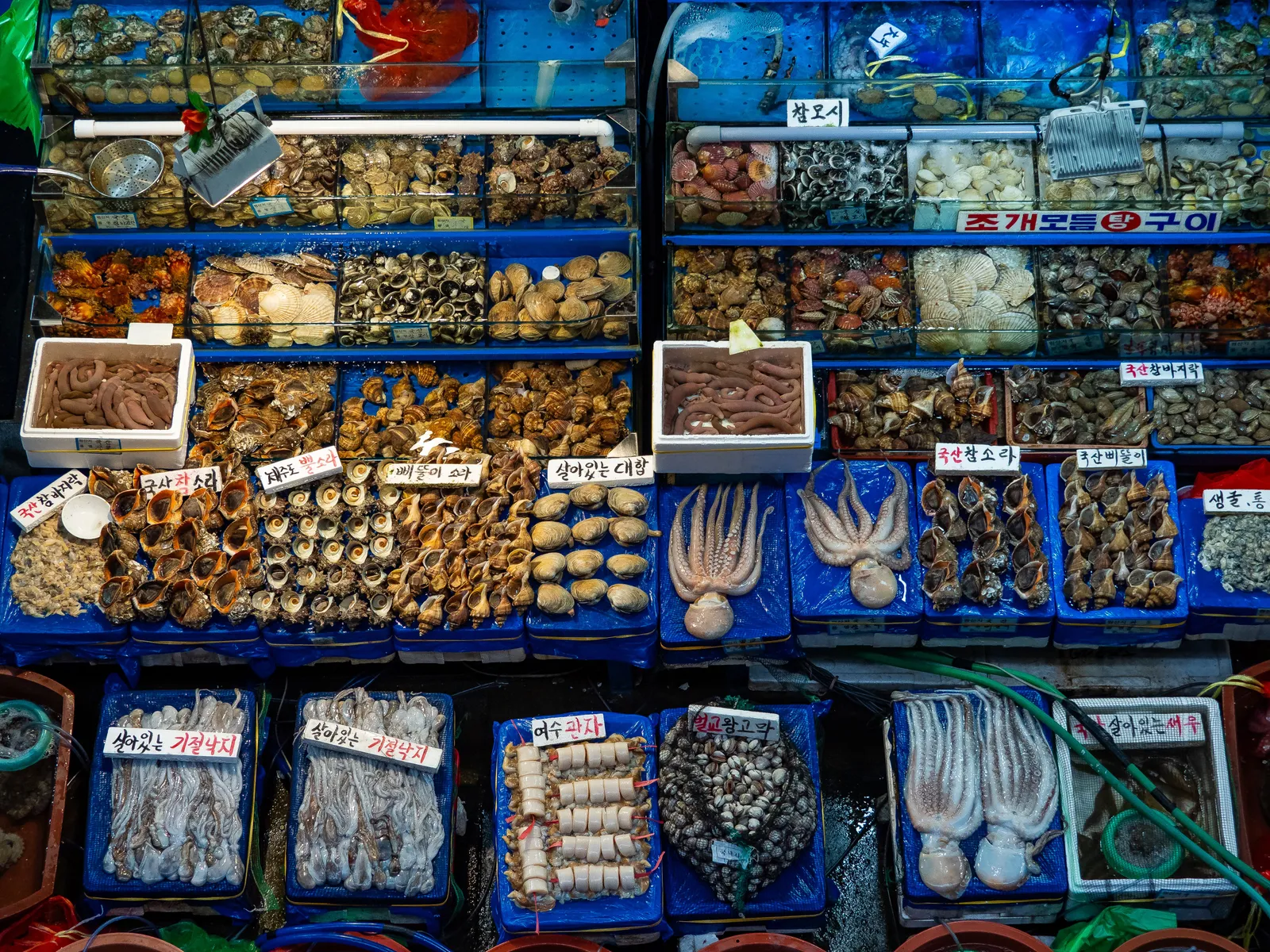 Trays of fresh seafood and shellfish on ice at a market stall in Busan, South Korea