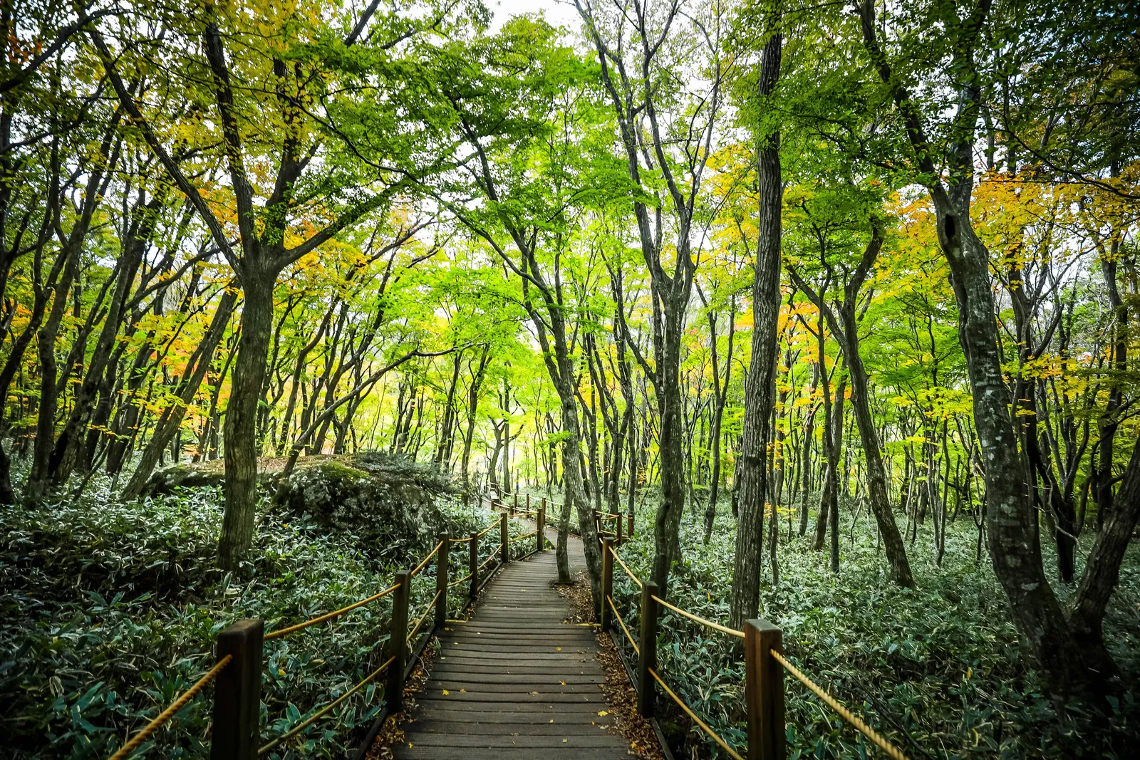 Autumn foliage on a Korean mountain trail with wooden boardwalk steps