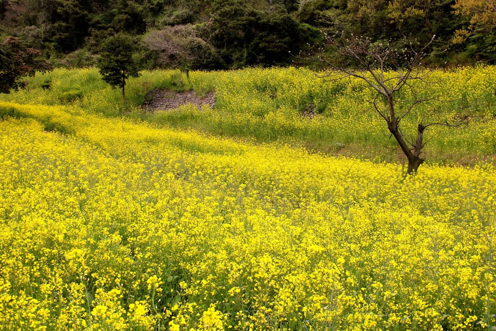 A field of yellow canola flowers in spring on Jeju island, South Korea