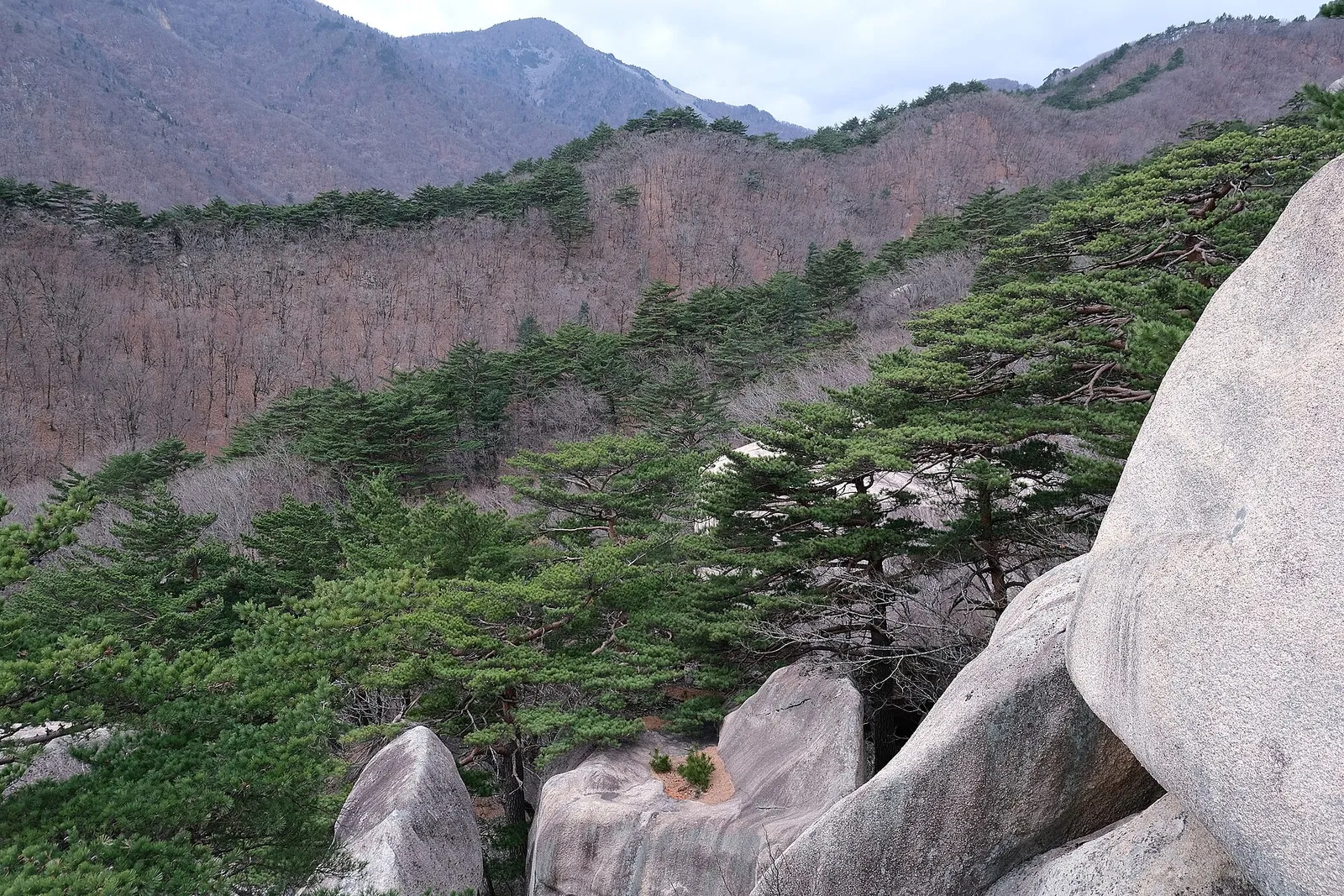 Granite crags and pine trees on a mountainside in Seoraksan National Park, South Korea
