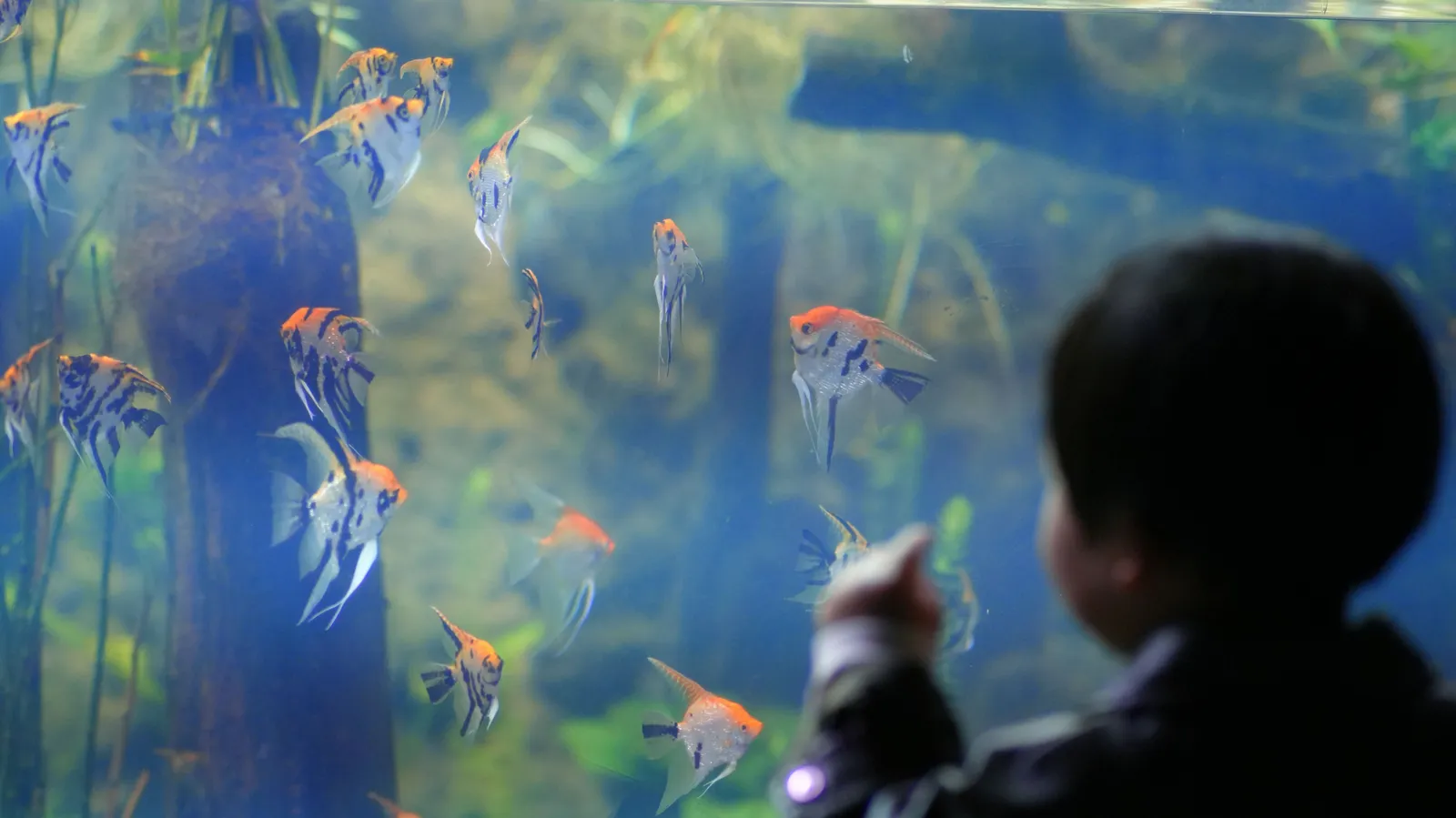 A child looking into a large aquarium tank of fish in South Korea