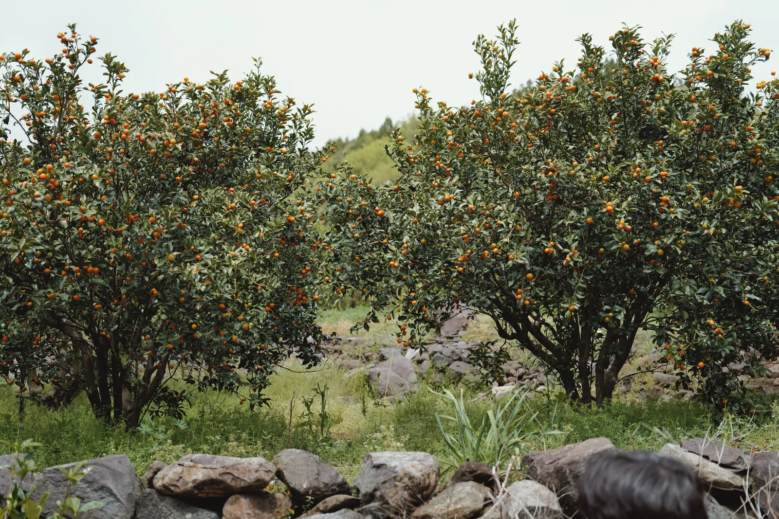 Tangerine trees behind a low stone wall on Jeju island, South Korea