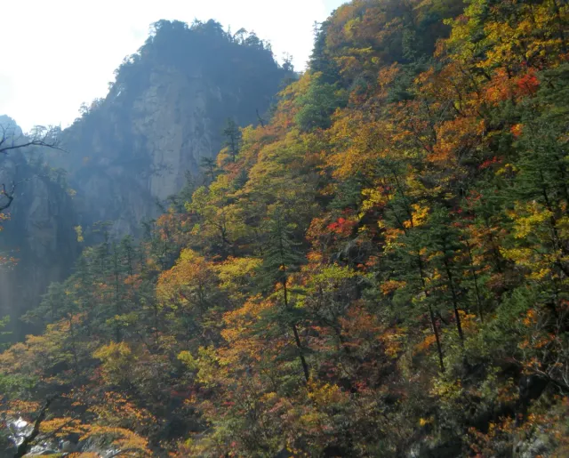 A steep forested mountain slope in orange and green autumn colours