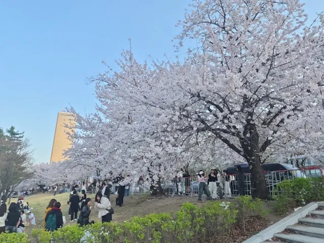 Cherry trees in white bloom above a path, many visitors taking photos below
