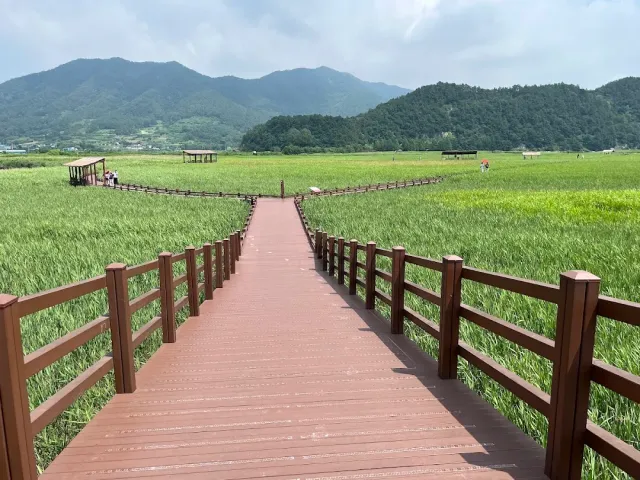 A wooden boardwalk forking through a green reed field, with forested mountains behind