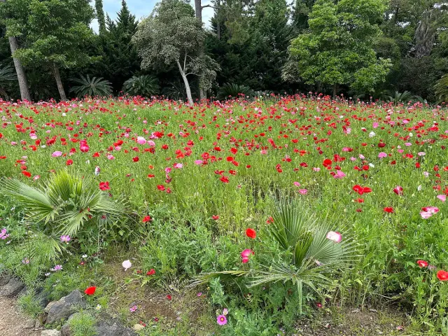 A field of red and white flowers in bloom in a landscaped garden between trees