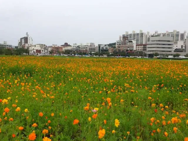 A wide field of orange and yellow cosmos flowers, with apartment buildings on the horizon
