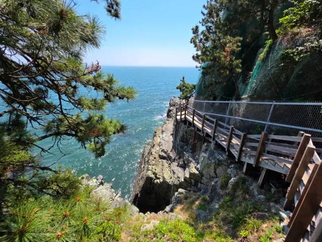 A wooden path hugging a cliff above blue sea, with pine branches in the foreground
