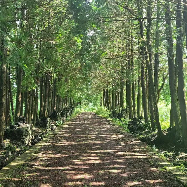 A straight dirt road between two rows of tall conifers and stone walls