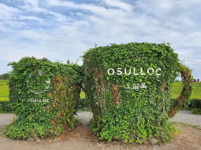 Two ivy covered blocks with metal lettering, green tea fields behind