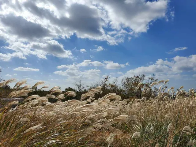 A hillside covered in tall silver grass under a cloudy sky