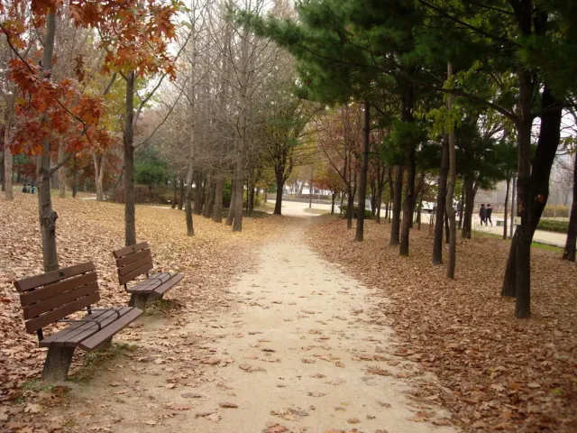 A wide park path covered in fallen autumn leaves with a wooden bench