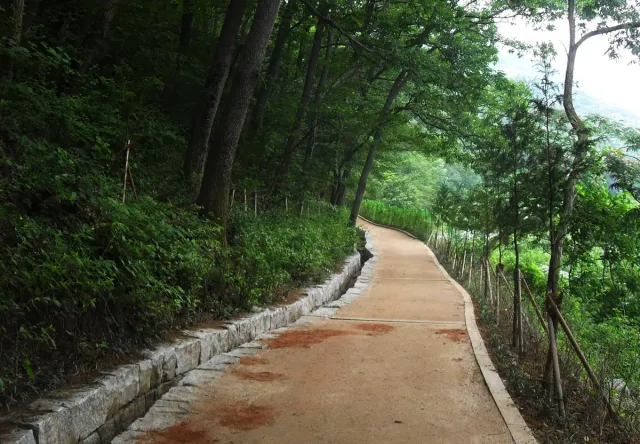 A paved walking trail winding through dense green forest up the mountain