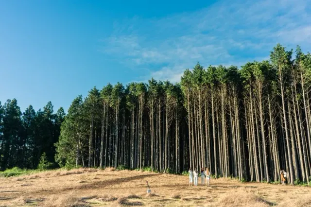 A row of tall conifers at the edge of a dry grass field, a few people in white