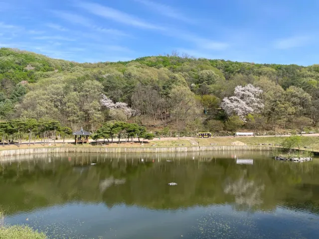A quiet pond facing a wooded hill with white blossoming trees and a small pavilion