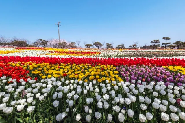 Stripes of white, yellow and red tulips stretching to the tree line