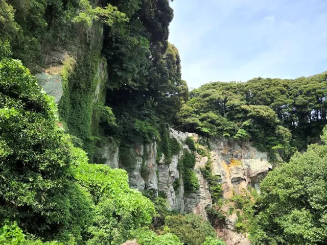 A steep rock wall wrapped in dense green vegetation with trees at its top
