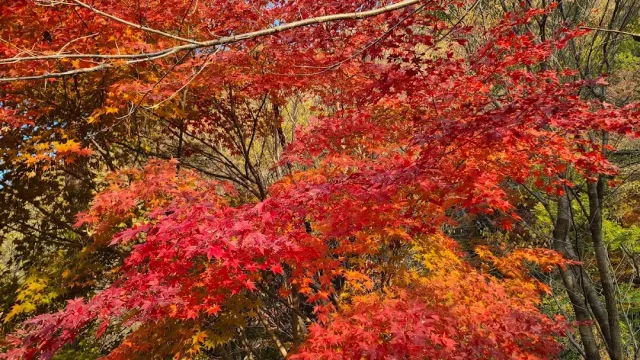 Red and orange maple canopies fill the frame in an autumn forest