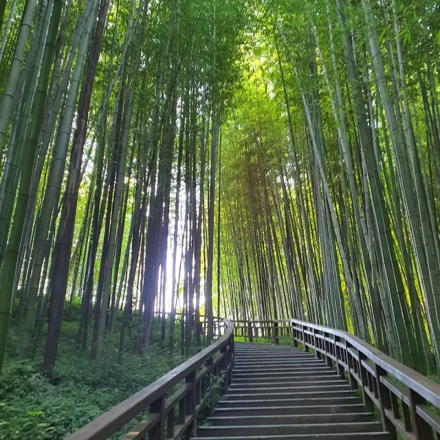 Wooden steps with a railing climbing through a tall green bamboo grove
