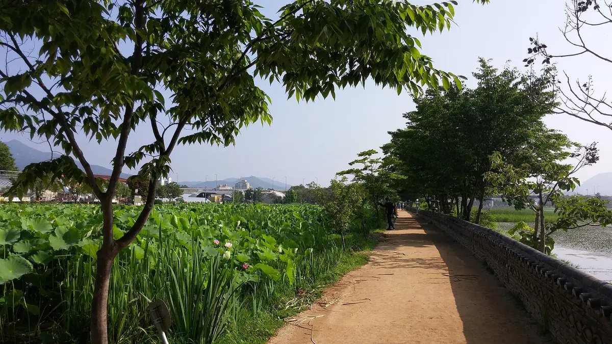 Dirt path along a river with a flowering lotus pond on one side and a low stone wall on the other