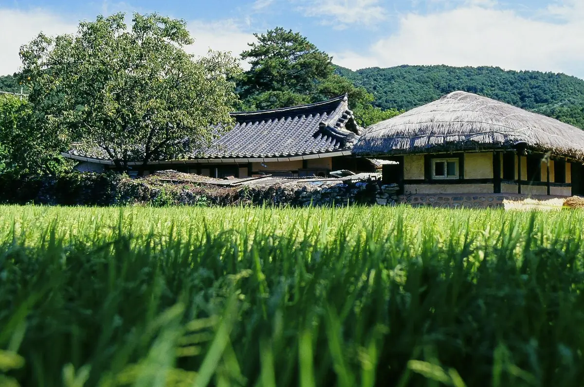 Village houses with thatched and tiled roofs behind a green rice field, against wooded hills