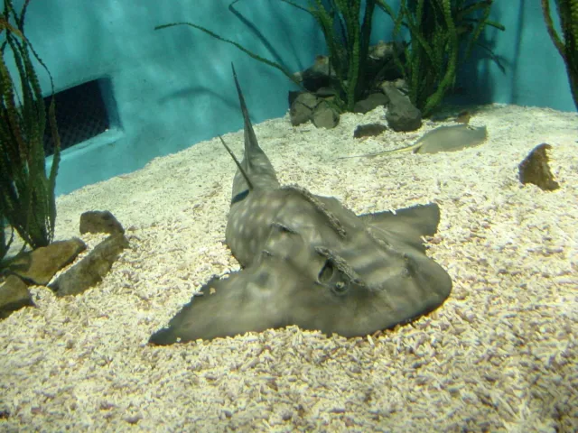 A large guitarfish resting on a sandy bottom in a clear water tank