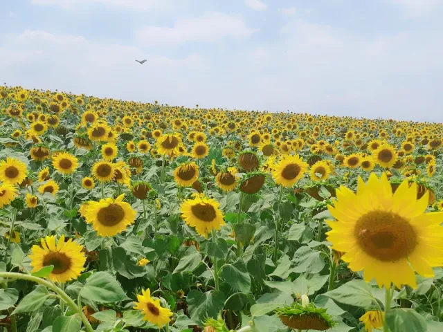 A field of blooming sunflowers sloping toward the horizon under a bright sky
