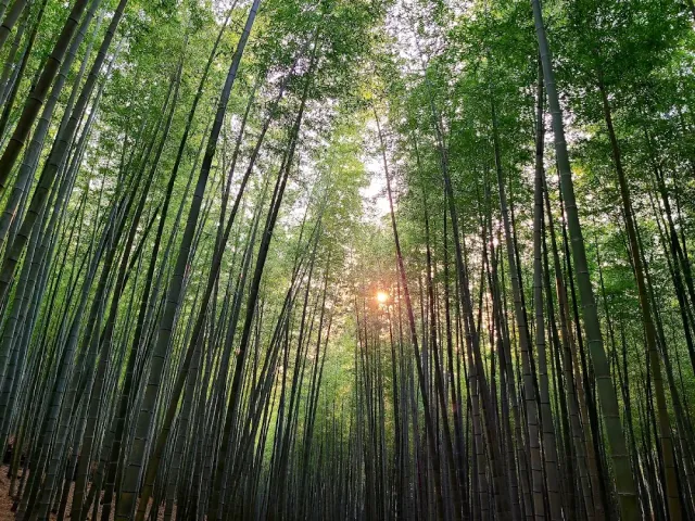 Dense tall bamboo stalks with a low sun peeking between them