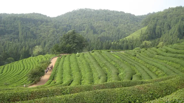 Terraces of bright green tea bushes climbing a slope between wooded hills