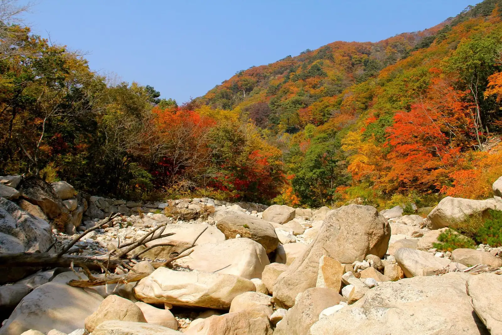 An autumn valley of red and orange trees above a boulder strewn stream in Seoraksan, South Korea