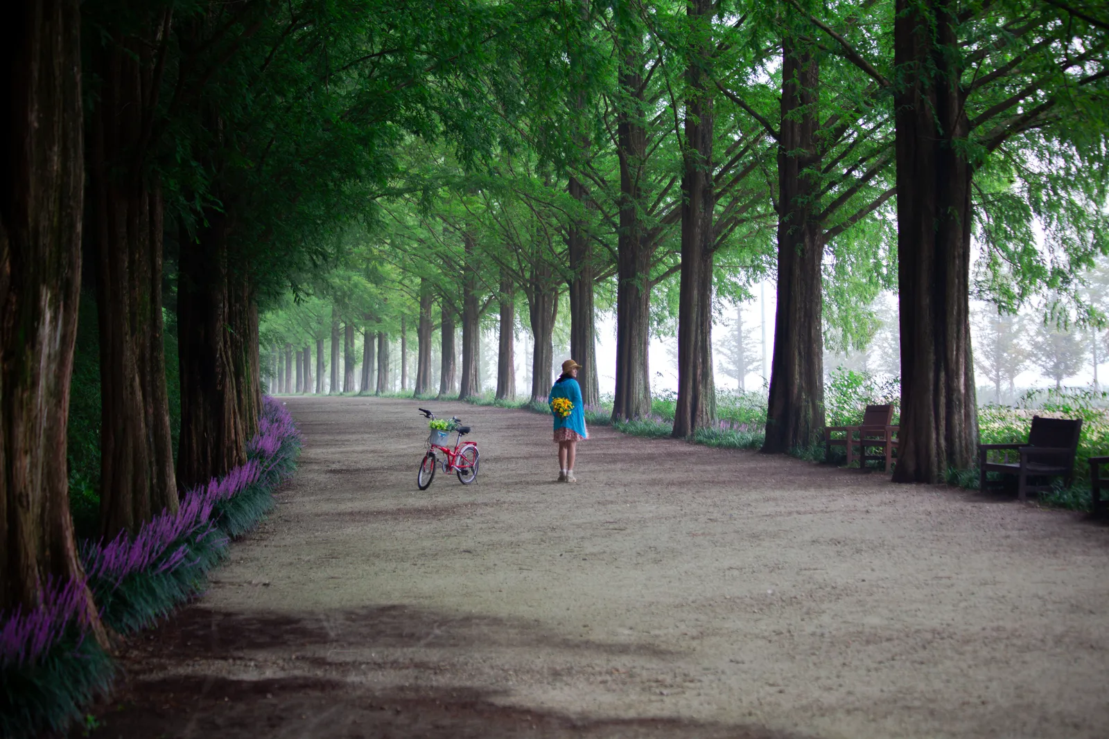 An avenue of tall metasequoia trees on a path near Seoul, South Korea